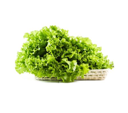 LECHUGA PIRATI X UN.