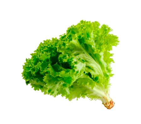 LECHUGA SUPER X UN.